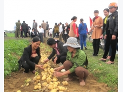 Nhóm giống khoai tây chất lượng