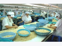 Vietnam remains world’s No 1 exporter of cashews