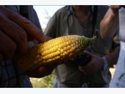 Producing the best silage maize for cows