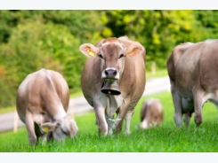 Cow bells and their effect on cow behaviour