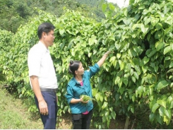 The Head of the hamlet persists in bringing Sachi plants to the poor homeland