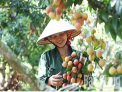 Bac Giang establishes safe lychee supply chain