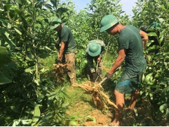 Trồng sắn kiểu 'tận dụng” cho thu hàng trăm triệu mỗi năm