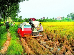 Land regrouping in Hanoi suburbs benefits farmers