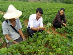 Triển vọng mô hình trồng củ đậu