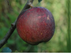 The benefits of bacteria in organic apples