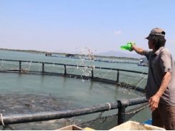 Time to tap ocean aquaculture potential