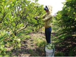 Tây Ninh custard apple farmers embrace VietGAP standards