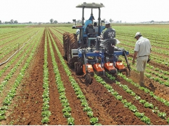 What to do after transplanting lettuce