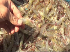 US imposes zero percent import tariff on Vietnamese shrimps