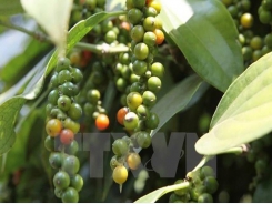 Agricultural ministry examines pepper farming development orientation
