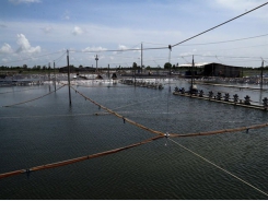 Kiên Giang farmers increase harvests of aquatic species