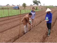 Xu hướng nông nghiệp hữu cơ tại Việt Nam