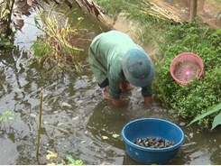 Nuôi ốc nhồi trên vùng trung du