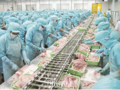 Pangasius industry tasted 'bitter fruit' because of overheat