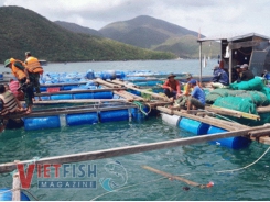 Khánh Hòa: Regardless of overloaded aquaculture planning, cages keep blooming