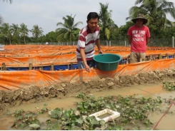 Những lưu ý phòng bệnh khi nuôi lươn