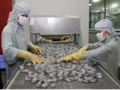 Shrimp export falls 8.1 percent in eight months