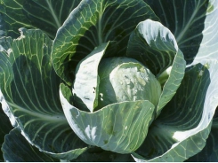 Mineral deficiencies in cabbages