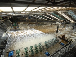 High-tech shrimp farming generates high profits in Vũng Tàu