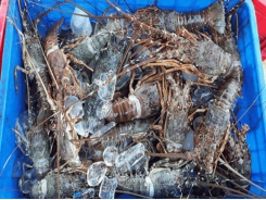 Bình Định - Prices of lobster slumped quite badly