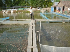 Vĩnh Long expands frog-red tilapia polyculture farms