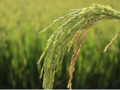 Farmers benefit from the cultivation of VietGAP rice