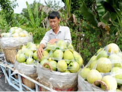 Circulation for rice and fruit remains difficult