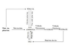 Kiểm Soát Ammonia Trong Ao Nuôi Tôm