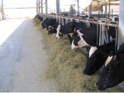 ‘Start-up nation’ meets Shavuot: the story of Israel’s efficient, high-tech dairy industry