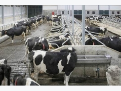 Benchmarks set for optimal UK dairy performance