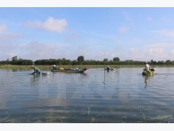 Dong Thap Muoi develops flood-adapted agriculture