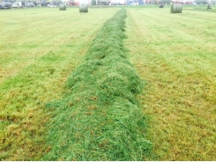 Making the most of grass silage