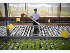 A vegetable, fish farming system that is truly green