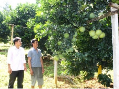 Farmers in Dong Lai Commune emulate to run good business