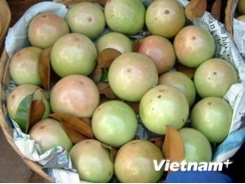 Tien Giang: 400 tonnes of star apples to set off for US