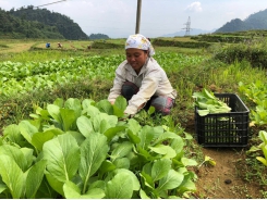 Tan Son commune in the period of harvesting vegetables linked to production and consumption