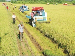 Rice export grows steadily