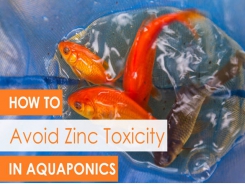 How to Avoid Zinc Toxicity in Aquaponics