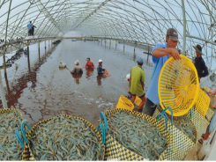 Vietnam boosts controlled shrimp farming