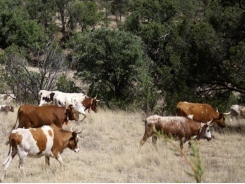 Arid lands ranching focus of high-tech project