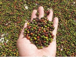 Firms cautioned when exporting pepper to Myanmar