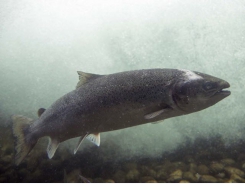 Wild salmon pathogens discovered that could pose a threat to aquaculture