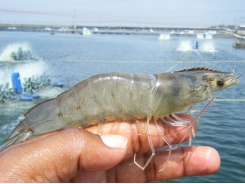 Bình Thuận imported more than 35,300 white leg adult shrimp