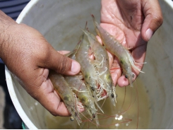 Bạc Liêu - Rise in shrimp prices makes farmers greatly delighted