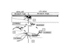 Phần 1B: Đặc Điểm Sinh Học Và Sinh Thái Tôm Càng Xanh