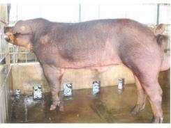 Bốn bệnh lý sinh sản thường gặp ở lợn đực giống