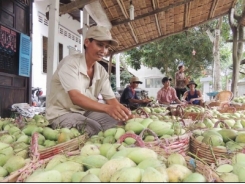 Bớt nỗi lo được mùa, rớt giá