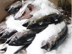 Giá cá ngừ, tôm hùm tại Phú Yên 01-05/01-2015