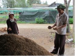 Dân khóc ròng vì nấm trồng mắc bệnh lạ chết hàng loạt